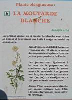 P06 - Moutarde blanche.jpg